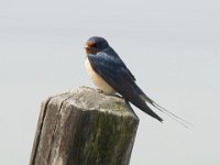 Rauchschwalbe 10